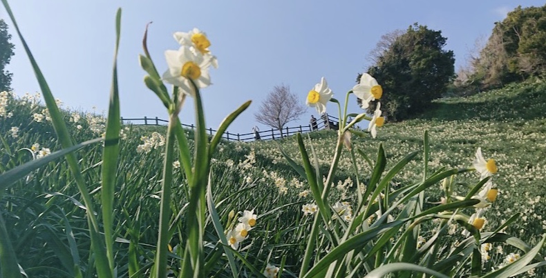 灘黒岩水仙郷